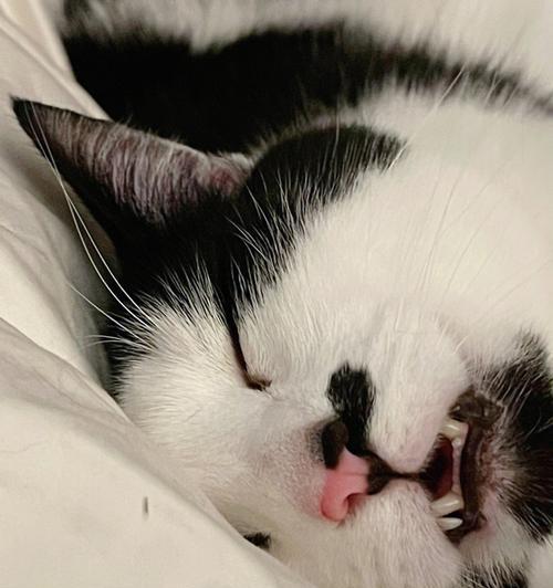 宠物猫咪睡觉的5个小常识（让您的爱猫拥有好睡眠，）