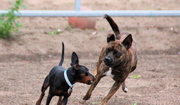 探秘迷你杜宾犬的性格特性（宠物界新宠，富有活力的小猎犬）