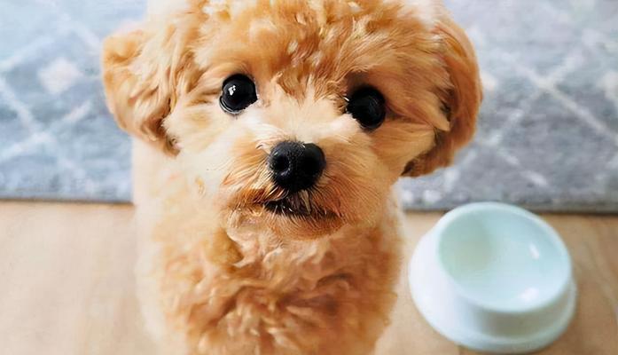 培养贵宾犬良好的饮食习惯（从饮食规律到食物选择，让贵宾犬吃得健康快乐）