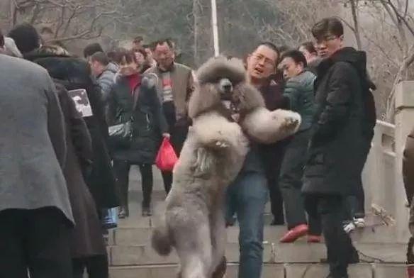 贵宾犬为何经常发抖？（探究贵宾犬抖动的原因及如何缓解）