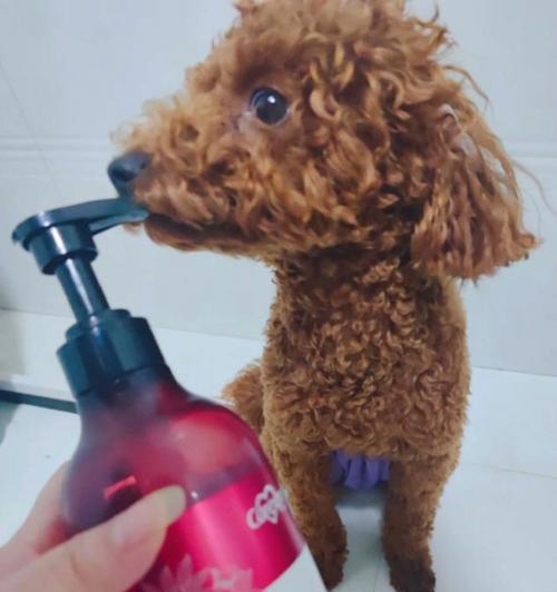 贵宾犬洗澡注意事项（让宠物洗个干净澡，也要注意这五点！）