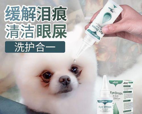 贵宾犬眼屎多可能是生病了（小症状背后的大问题，如何解决？）