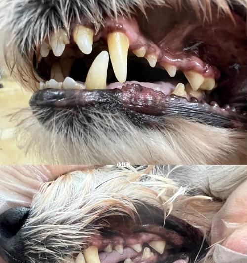 清理哈士奇牙结石，让你的宠物拥有健康牙齿（通过科学方法清理哈士奇牙结石，拥有健康口腔）