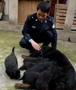 夏季高温下如何科学饲养藏獒（宠物养殖技巧分享，让藏獒度过炎热的夏天）