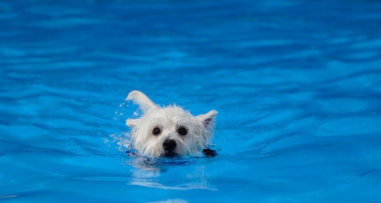 夏天带狗狗游泳的风险与注意事项（了解水域安全、掌握游泳技巧、留意健康问题）