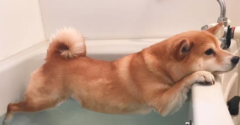 宠物小狗洗澡正确操作（掌握正确的洗澡方法让小狗更健康）