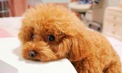 小京巴犬生病前10个征兆，了解它们拯救你的宠物健康（预防胜于治疗，小京巴犬的生病征兆你掌握了吗？）