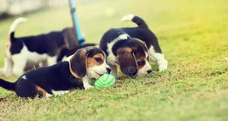 如何训练比格犬狗狗不要讨要食物（以积极的方式训练你的宠物，让其不再乞讨食物）