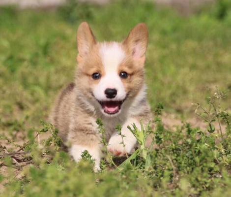 让宠物犬乖巧地坐下的教育方法（培养你的爱犬听话，让它随时随地坐下）