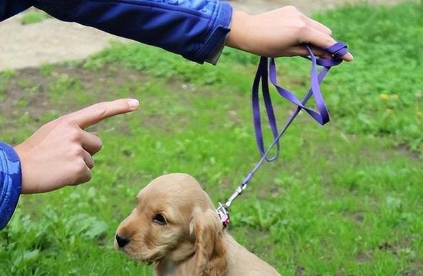 训犬实用方法大全（以宠物为主，15个段落详细介绍训犬实用技巧）