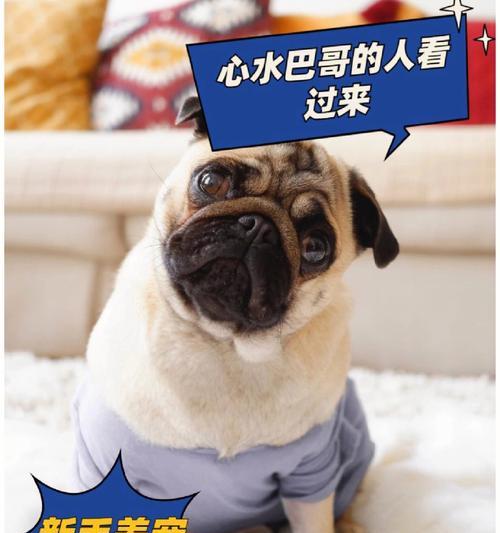 养巴哥犬，为什么都后悔了？（宠物养殖的风险与挑战）