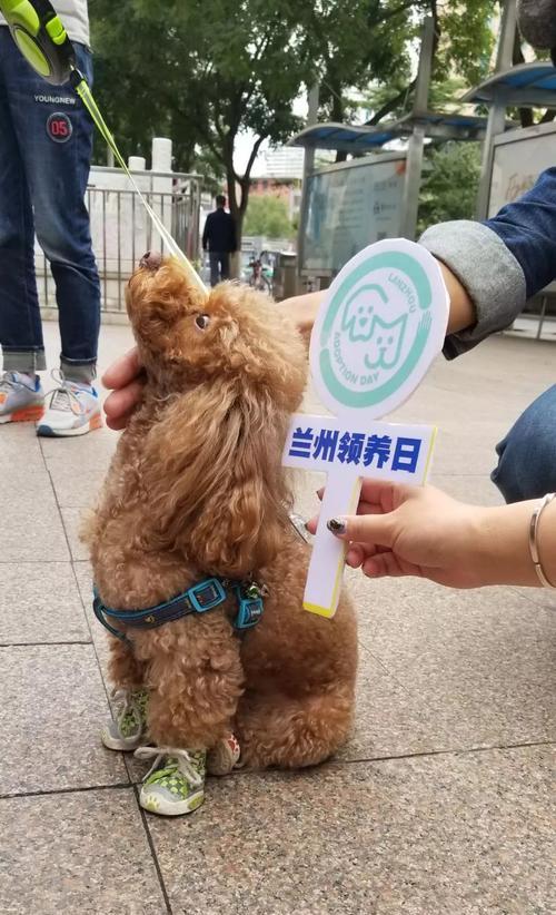 养狗误区大揭秘（让你养出健康快乐的宠物犬）