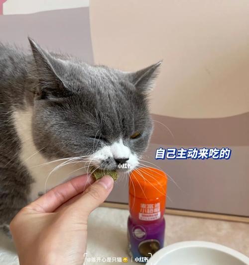 如何消除猫砂盆的臭味（宠物爱好者必备的猫砂盆清洁技巧）