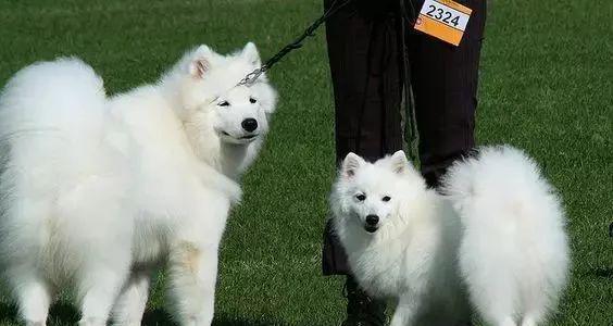 银狐犬和萨摩耶的区别（探究两种宠物的性格、体型、毛色等特点）