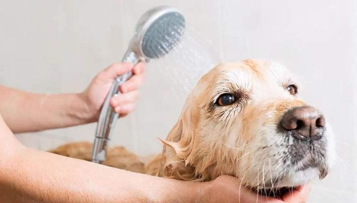 如何有效预防银狐犬犬瘟热免疫失败？（以宠物为主的银狐犬犬瘟热免疫失败对策）