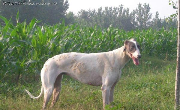 影响灵缇犬食欲的原因（探究灵缇犬饮食不振的根源）