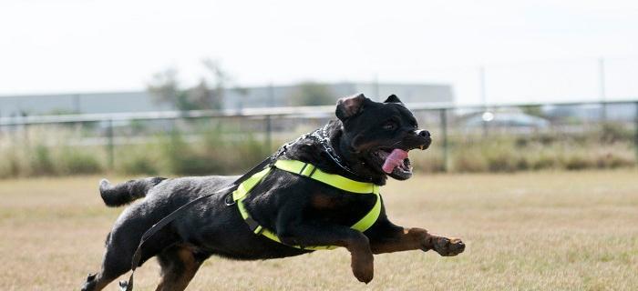 如何饲养幼龄万能梗犬（幼龄万能梗犬的饲养注意事项与技巧）
