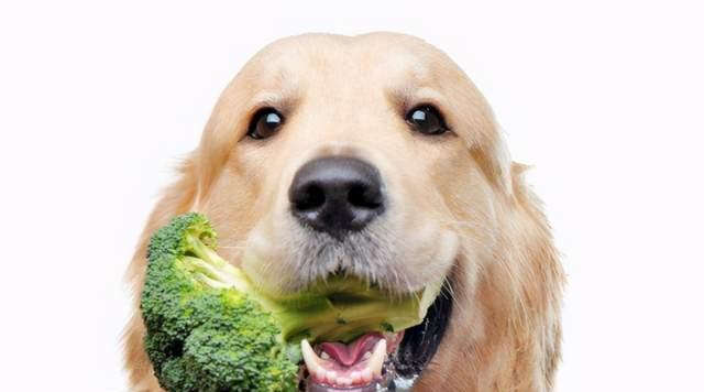 小狗不能吃的15种东西（宠物饮食安全指南，避免饮食中毒）