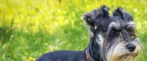 预防雪纳瑞冬季肾脏病的感染（如何保护您的爱犬免受肾脏疾病的侵害？）