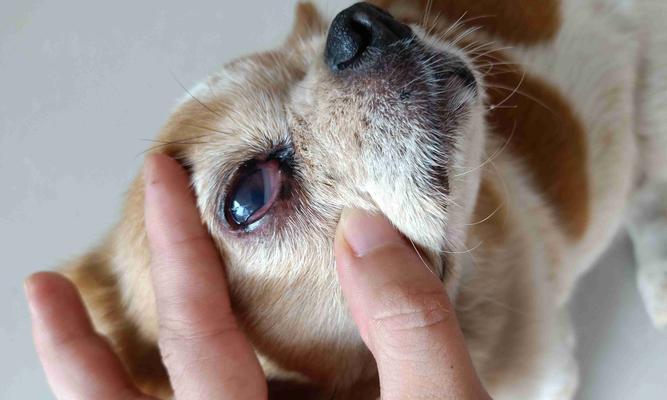 小狗眼睛旁边红肿的原因及治疗方法（以宠物为主，了解小狗眼睛周围红肿的常见病因和治疗方法）