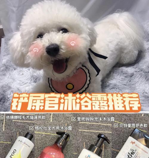 小猫刚出生几天吃东西怎么办？（宠物猫的喂养初探，一些小技巧让你做个好猫奴）