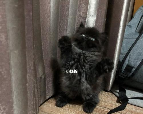 黑色小猫的故事（探索黑色小猫的成因、特点以及宠物价值）