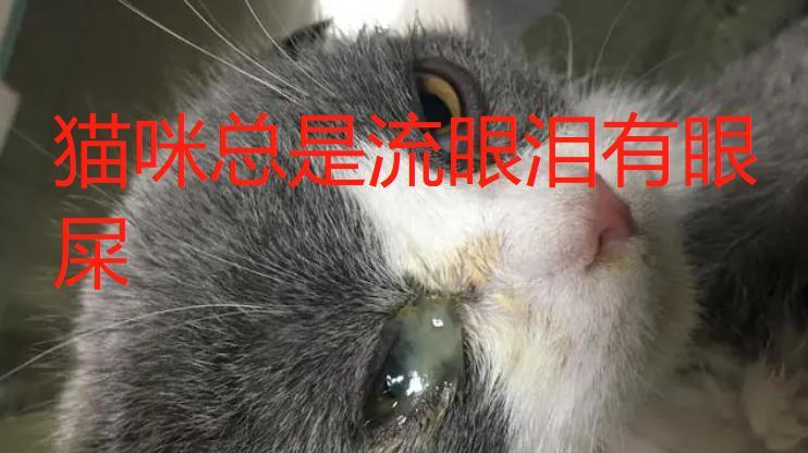 小猫流眼泪的原因及解决方法（揭秘宠物小猫睡觉时流眼泪的真相，让它健康成长）