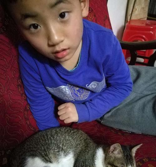 如何管教爱往外面跑的宠物猫（宠物猫爱往外跑怎么办？快来学学如何管教它！）