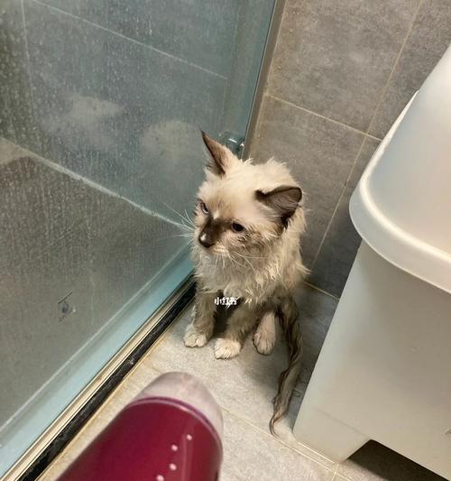 小猫洗澡的正确方式（让宠物温馨干净的5个步骤）