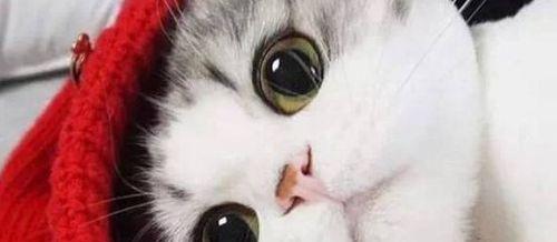 小猫眼睛为何突出？（探究宠物眼睛突出的原因和意义）