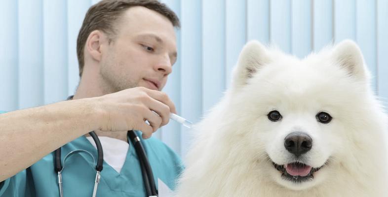 如何检测宠物狗的疫苗是否成功注册？（了解疫苗注册的流程和注意事项，轻松检测宠物狗的疫苗是否有效）