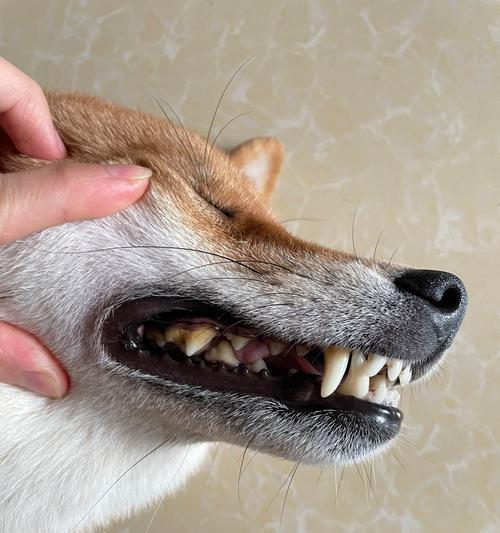 狗狗牙齿发黄的原因及解决方法（探究狗狗牙齿变黄的原因，如何防止和治疗）