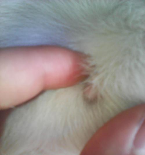 狗狗嘴巴上的痘痘是什么（探寻狗狗嘴巴上的问题，保护宠物的健康）