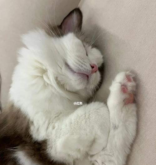 猫咪打催产针剂量多少合适？（探究宠物医疗中的催产针问题，保障宠物健康）