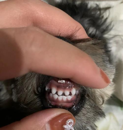 泰迪狗换牙期间将牙吃了的应对方式（宠物的换牙过程及可能出现的问题）