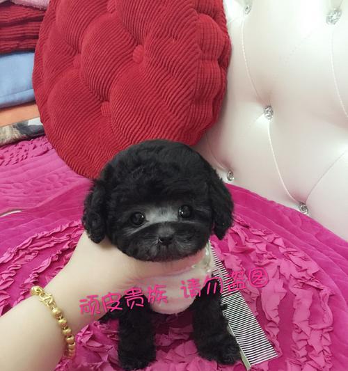 如何帮助泰迪贵宾犬克服食欲问题(解决泰迪贵宾犬挑食问题的实用技巧)