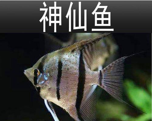 神仙鱼的全面饲养指南（从宠物选购到健康养殖，让你轻松成为神仙鱼专家）