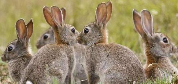 了解厚尾岩兔的生活习性，打造舒适的家庭环境，让它健康成长（了解厚尾岩兔的生活习性，打造舒适的家庭环境，让它健康成长）