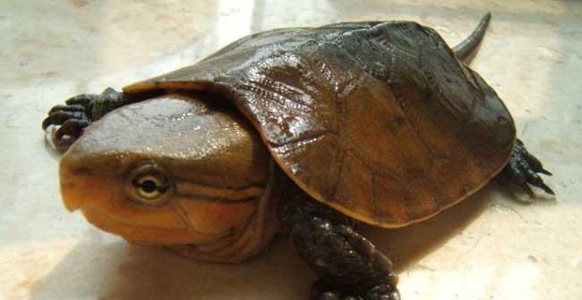 鹰嘴泥龟的全面饲养指南（宠物界独特个性的爬行动物——鹰嘴泥龟，如何保持健康成长）
