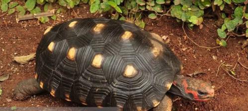 红腿陆龟饲养指南（打造一个健康、快乐的宠物家园）
