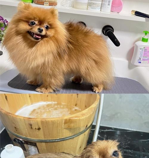 狗狗不能洗澡的情况(避免洗澡引起的健康问题)