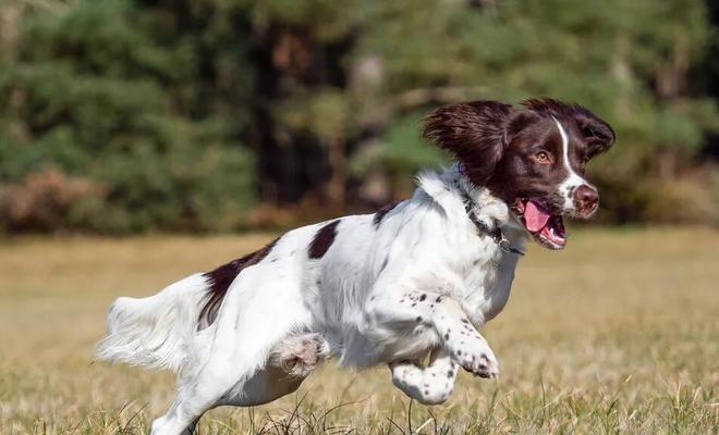 饲养英国史宾格犬的全面指南（打造健康快乐的宠物生活）