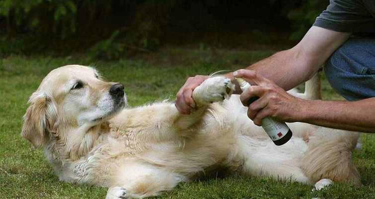 自己动手，给宠物狗狗洗澡（15步教你轻松洗干净爱犬/让你的狗狗在家享受SPA）