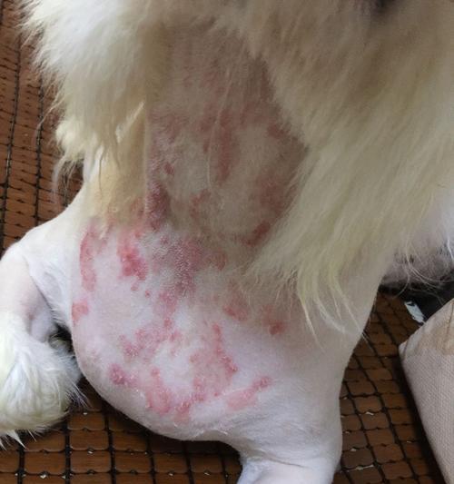 贵宾犬皮肤病全攻略（如何预防和治疗贵宾犬的常见皮肤病？）