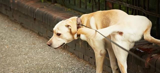 正确训练拉布拉多犬的秘诀（以宠物为主，让你的犬儒学得更快）