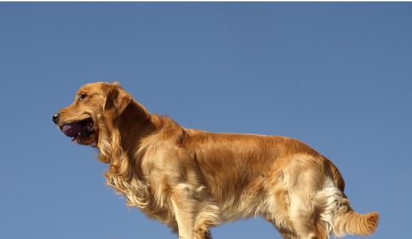 打造干净整洁的宠物生活——训练金毛犬定点大小便（从基本知识到实用技巧，让你的狗狗摆脱犯错的尴尬）