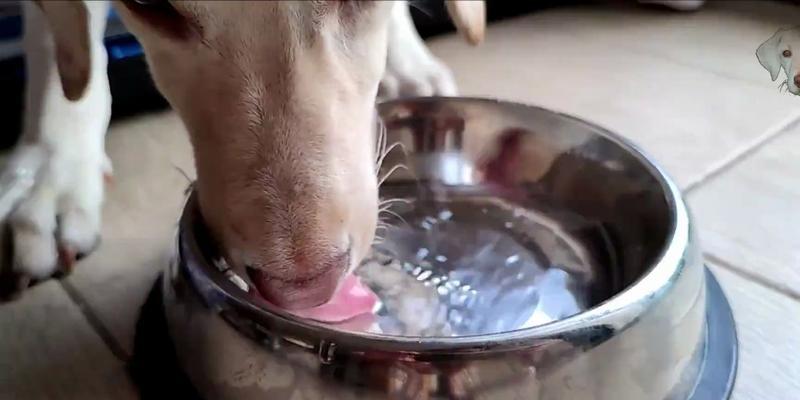 如何解决拉布拉多不爱喝水的问题？（让您的宠物远离脱水，健康成长）