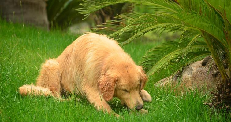 如何训练金毛犬大小便（从宠物生活开始，训练小技巧，健康检查与预防）