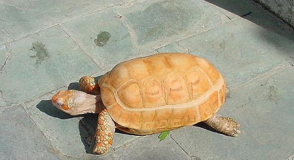 红腿陆龟的饲养方法（让你的宠物健康成长）