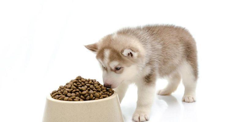 如何正确喂养10斤小狗——狗粮的投喂量指南（了解狗粮营养成分，保持宠物健康幸福）